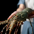 Spiny Lobster Jumbo Size 1.5lbs-2lbs - Live