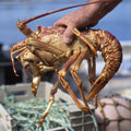Spiny lobster Average Size 1 lbs–1.2 lbs - Live